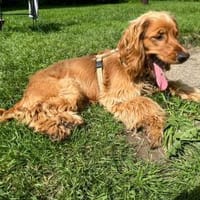 Eddy sucht ein liebevolles Zuhause, Hund zur Adoption