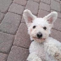 Paddy, Hund zur Adoption
