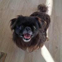 Nozomi - ein kleiner Goldschatz, Hund zur Adoption