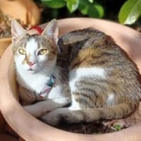 Tinker, neugieriger Sonnenschein, 10M, Katze zur Adoption