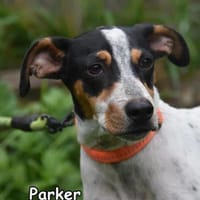 PARKER, Hund zur Adoption