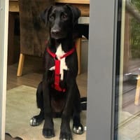 Amelie, menschenbezogen sehr sozial, Hündin zur Adoption