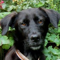 COLLIN - herzallerliebst&entzückend, Hund zur Adoption