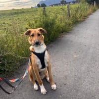 Marco, liebevoller Herzenshund, 6M 82418, Hund zur Adoption