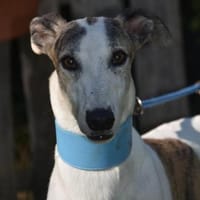 TANGO, Hund zur Adoption