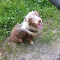 Henry-aktiver Aussie sucht Beschäftigug, Hund zur Adoption