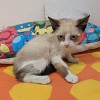 Wendy & Wilma ein tolles Siam Pärchen, Katze zur Adoption