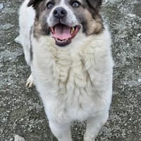 Cash- Körbchen gesucht, Hund zur Adoption