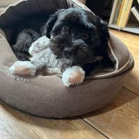 Watson (3 Jahre alter Havaneser), Hund zur Adoption