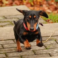 Lilly - liebe anhängliche kleine Hündin, Hündin zur Adoption
