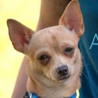 MADITA - zuckersüßes Hundemädchen, Hündin zur Adoption