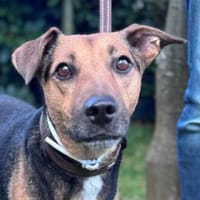 Gino - liebevoll & schüchtern, Hund zur Adoption