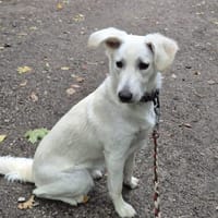 💛Thora💛sucht erfahrenes Zuhause, Hündin zur Adoption