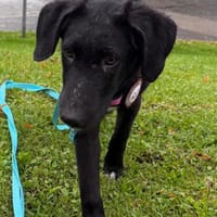 Kuschelbär 💕Yannik💕 sucht sein Zuhause, Hund zur Adoption