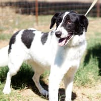 RUFF, Hund zur Adoption