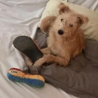 Luis, kleiner Wuschel sucht sein Zuhause, Hund zur Adoption