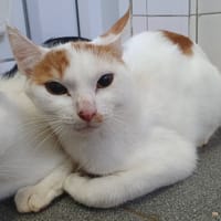 N'GORO CHA, chat à adopter