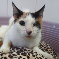 SWAILI, chatte à adopter