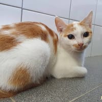 SHIVA, chatte à adopter