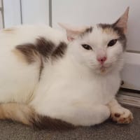 CANNELLE CHA, chatte à adopter