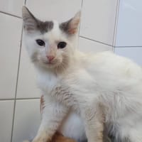 SNOR CHA, chat à adopter