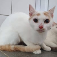 SURI CHA, chatte à adopter