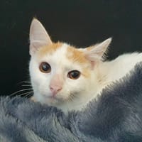 PEACH CHA, chatte à adopter