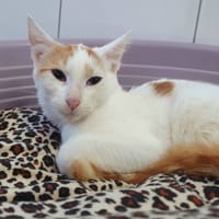 COPEN CHA, chat à adopter