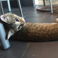 OBSIDIENNE, chatte à adopter