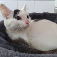 TSAVO CHA, chat à adopter