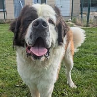 TEXAS, chien à adopter