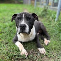 KAISER, chien à adopter