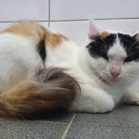 ALGUNA CHA, chatte à adopter