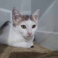 MYA CHA, chatte à adopter