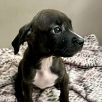 AMMY, chienne à adopter