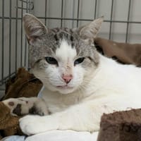 POLYPORE QCT, chat à adopter