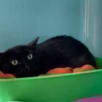 Pin'up, chatte à adopter