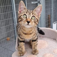 PIROUETTE, chat à adopter