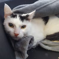 TED CHA, chat à adopter