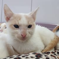MARCUS CHA, chat à adopter