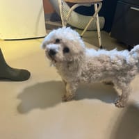 TIBERE PAA23015, chien à adopter