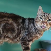 BILBO CHA, chat à adopter