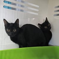 Fluffy, chatte à adopter