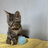 PINKO, chat à adopter