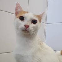 AURORA CHA, chatte à adopter