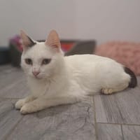 MERIDITH, chatte à adopter