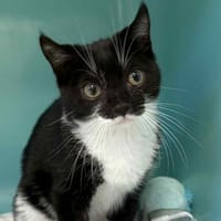 MINUIT, chat à adopter