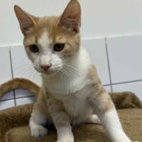SOL, chat à adopter
