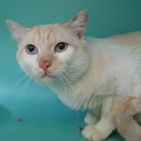 TONY CHA, chat à adopter