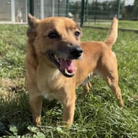 PEKO, chien à adopter